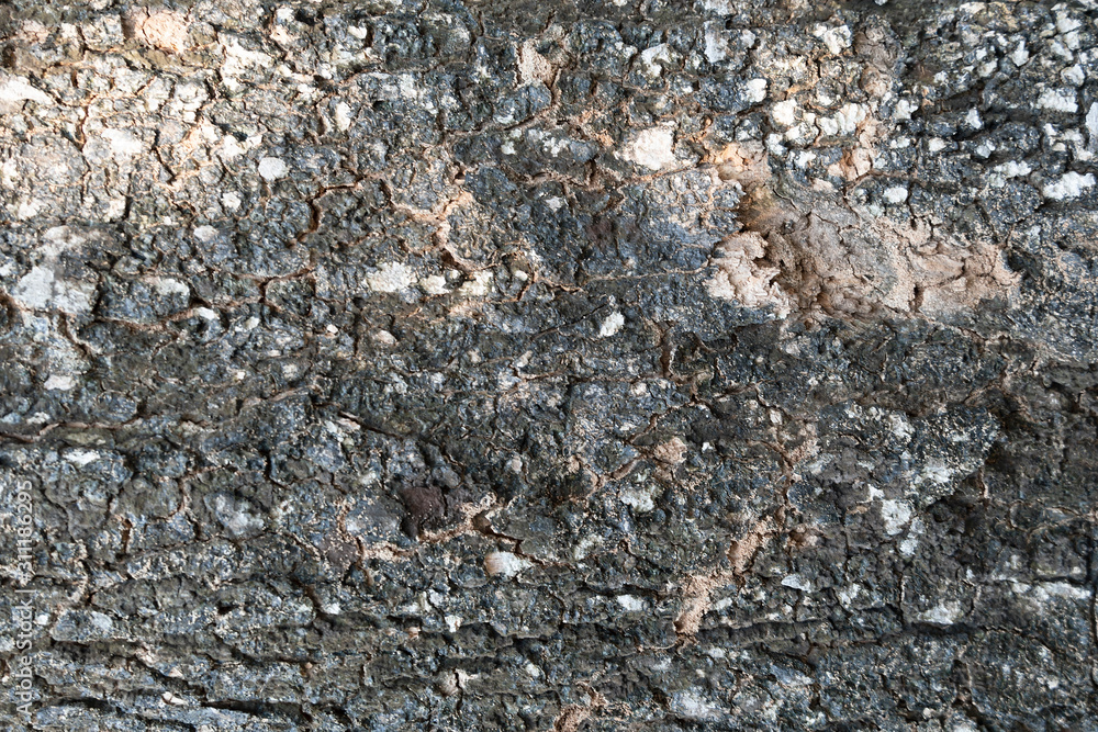 Texture of old tree bark closeup. Harvesting texture for design. Background of textured gray and black bark. Texture of old tree bark closeup. Harvesting texture for design. Background of textured gray and black bark.