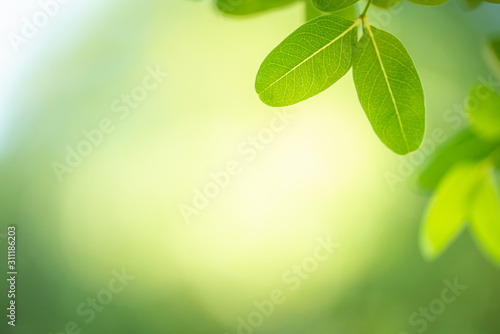 Closeup nature view of green leaf on blurred and bokeh background with copy space for text.