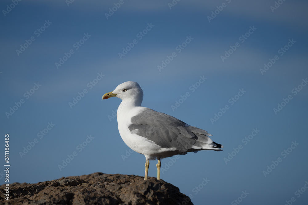 Obraz premium Portrait of the seagull (family Laridae) on the top of the rock with blue sea background on Portuguese island Madeira, Europe.