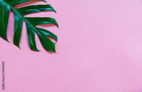 Green sugarcane leave isolated over pink background with copy space.