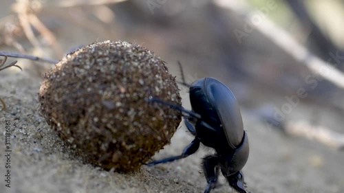 Scarab rolls the ball