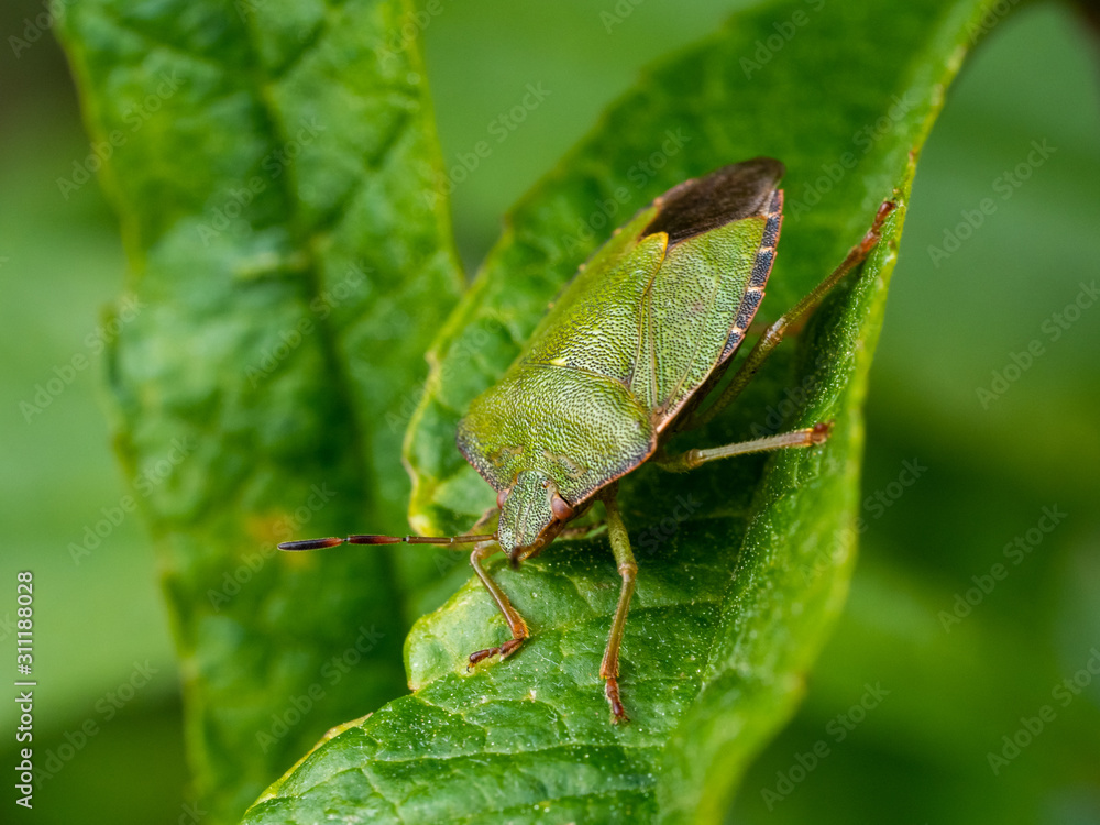 Green shield bug on a Leaf - Palomena prasina Green shield bug on a Leaf - Palomena prasina