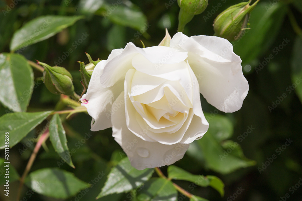Rosier Rosier