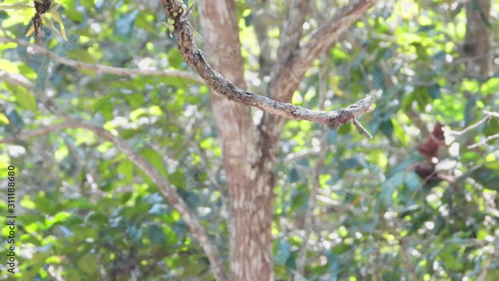 Greater Racket-tailed Drongo in the nature forest. Greater Racket-tailed Drongo in the nature forest.