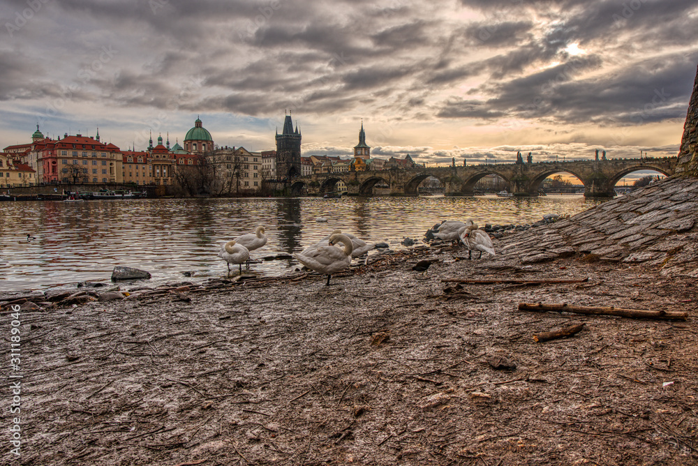 Swans on the banks of the Vltava River and in the background the Charles Bridge