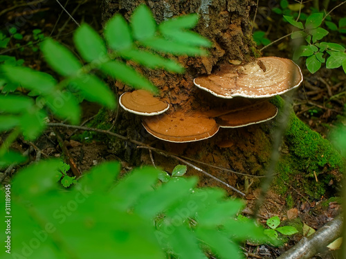 chaga mushroom on birch in summer, Russia.