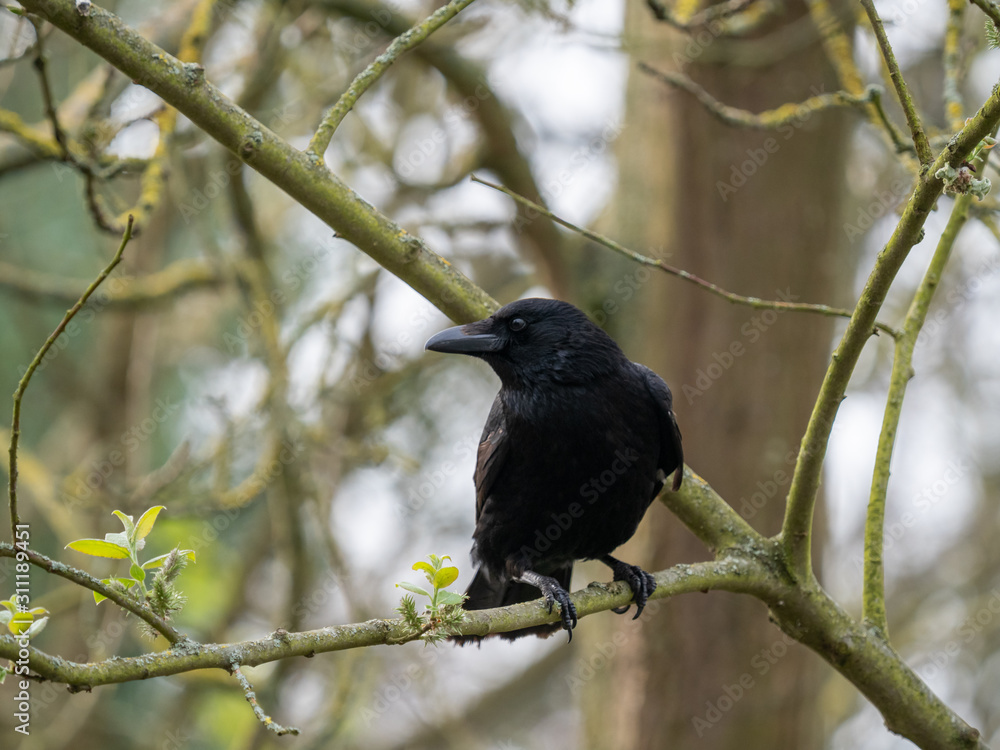 Black crow, Corvus corone, common crow Black crow, Corvus corone, common crow