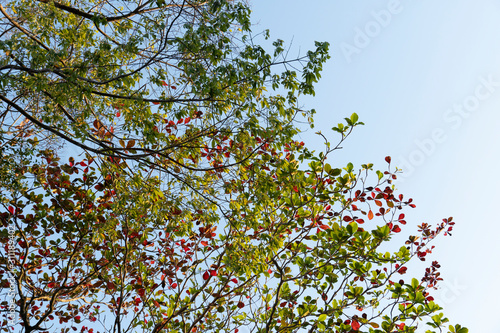 The orange and green foliage and twigs in the spring under the blue sky