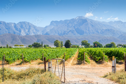 Grape vineyard and vines in a field with open gate in Western Cape South Africa
