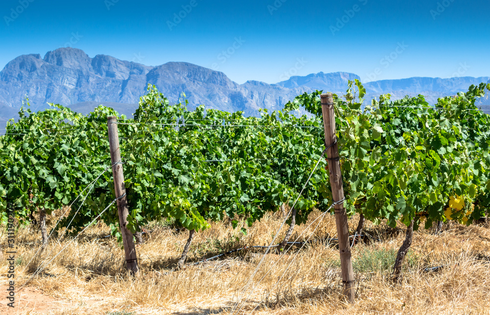 Grape vine in vineyard close up on hot summer's day
