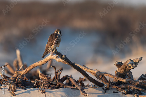 A juvenile Peregrine Falcon perched on the beach. photo