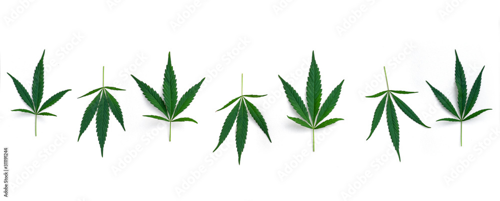 Seven cannabis leaves in a row isolated on a white background. Panoramic view.