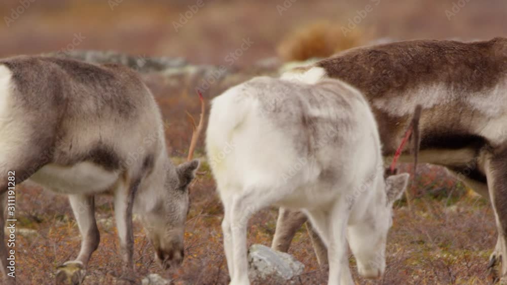 Herd of wild reindeer forage for food in the tundra