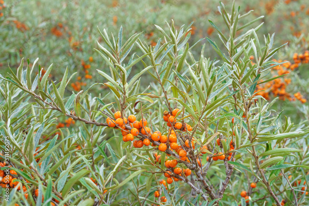 Gesunde Beeren vom Sanddorn am Strauch Gesunde Beeren vom Sanddorn am Strauch
