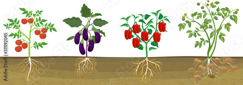 Different vegetable nightshade plants (pepper, tomato, potato and eggplant) with crop. General view of plant with root system