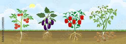 Different vegetable nightshade plants (pepper, tomato, potato and eggplant) with crop. General view of plant with root system in garden