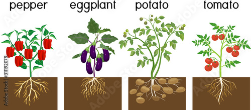 Different vegetable nightshade plants (pepper, tomato, potato and eggplant) with crop. General view of plant with root system