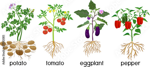 Different vegetable nightshade plants (pepper, tomato, potato and eggplant) with crop. General view of plant with root system isolated on white background