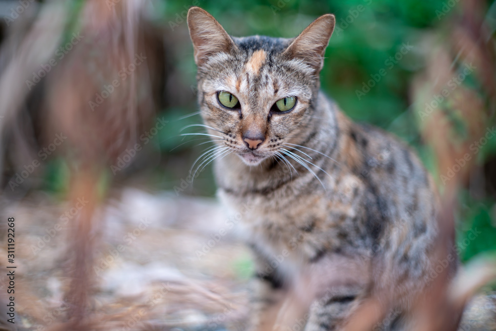 Portrait of striped cat through the grille door, close up Thai cat Portrait of striped cat through the grille door, close up Thai cat