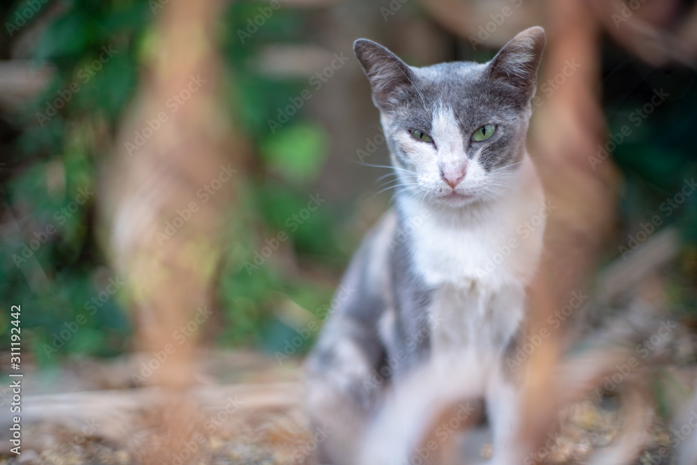 Portrait of white cat with black spot in the garden, close up Thai cat Portrait of white cat with black spot in the garden, close up Thai cat