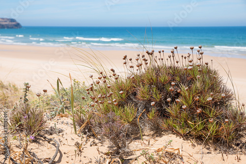 sandy dunes landscape costa vicentina portugal, with perennial plant armeria maritimum, and blurry beach background