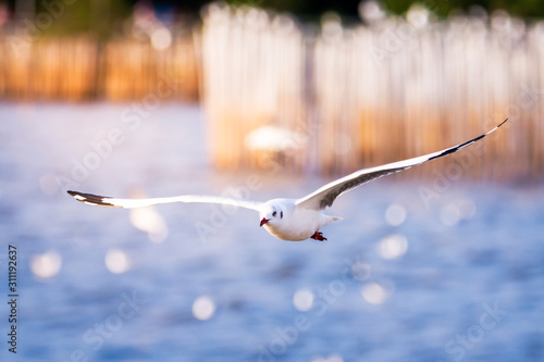 The white seagull expands its wings wide, flying over the water surface at Bang Pu Sea, bird migration season. Sea and wooden bars as background.  Afternoon reflection. photo