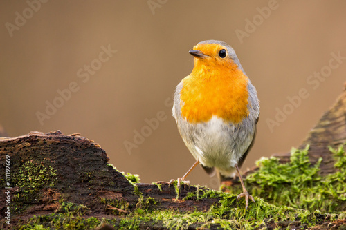 Erithacus rubecula. European robin sitting on the wooden stump in the forest. Wildlife