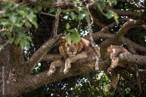 A large African lion perched on a tree with its paws dangling down