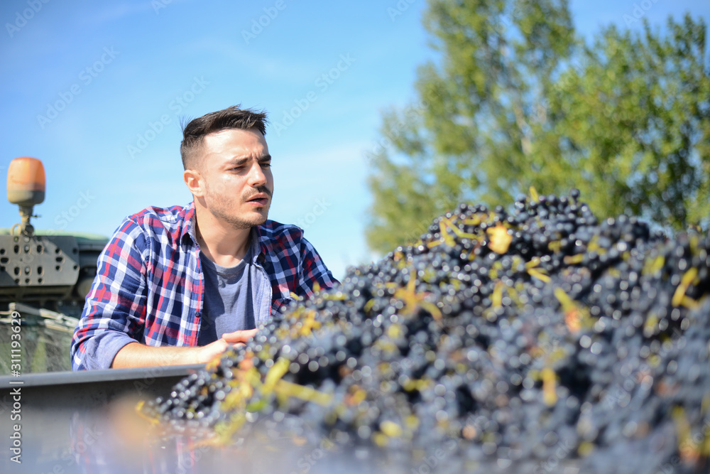 handsome man farmer in the vine driving a tractor and harvesting ripe grape during wine harvest season in vineyard