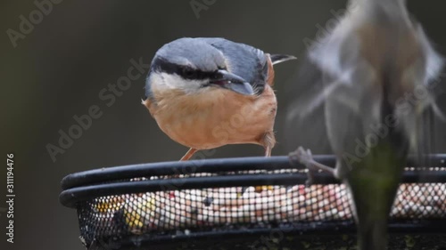 Nuthatch feeding on mesh table bird feeder