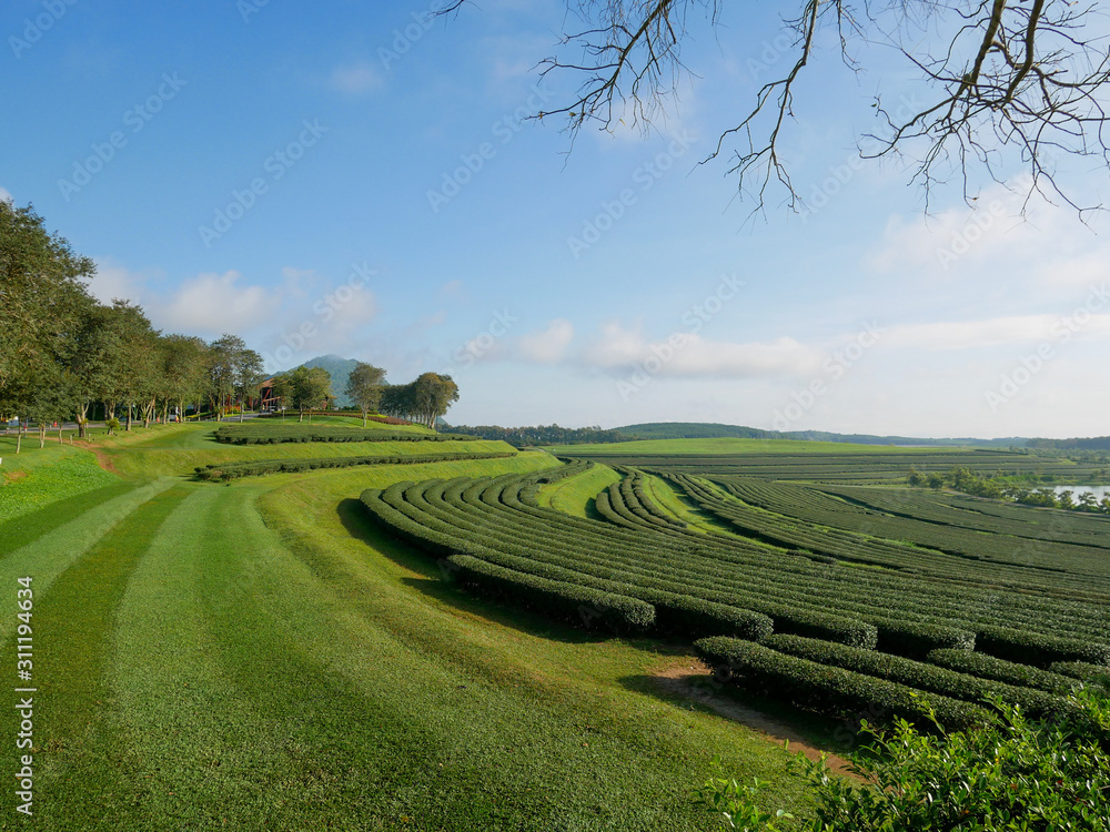 Tea plantation, Chiang Rai, Thailand