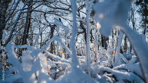 Trees in a winter landscape
