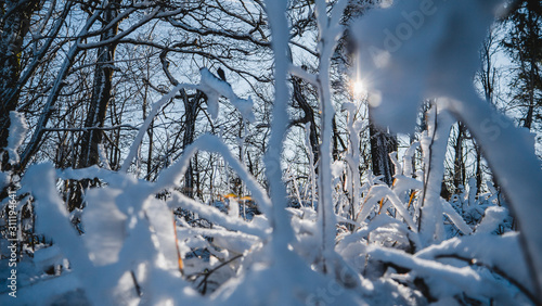 Trees in a winter landscape