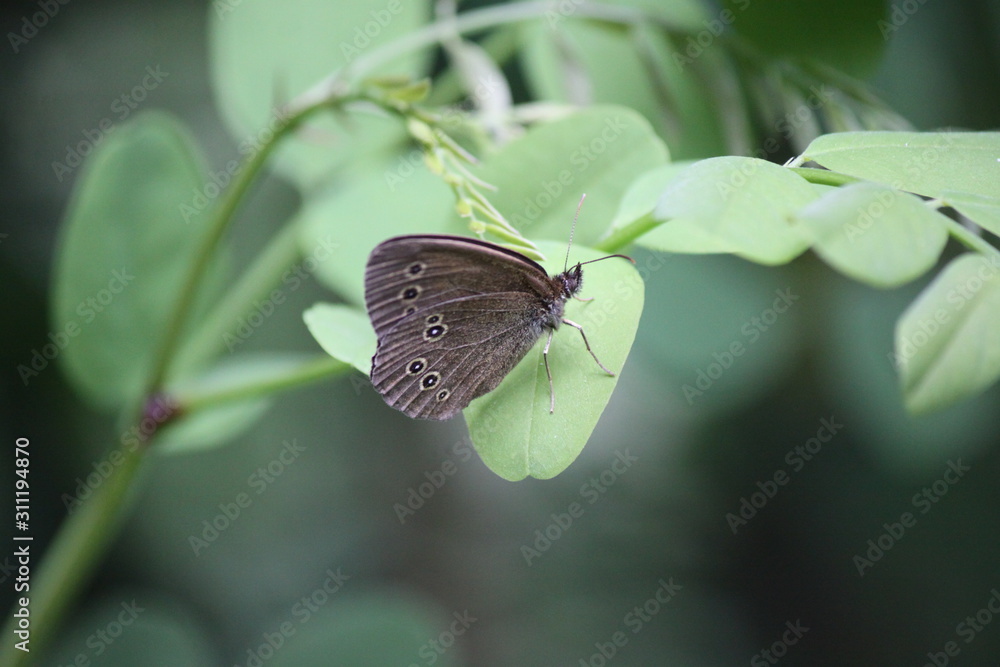 Obraz premium Close-up of a butterfly peephole flower sitting on a leaf of a plant with folded wings.
