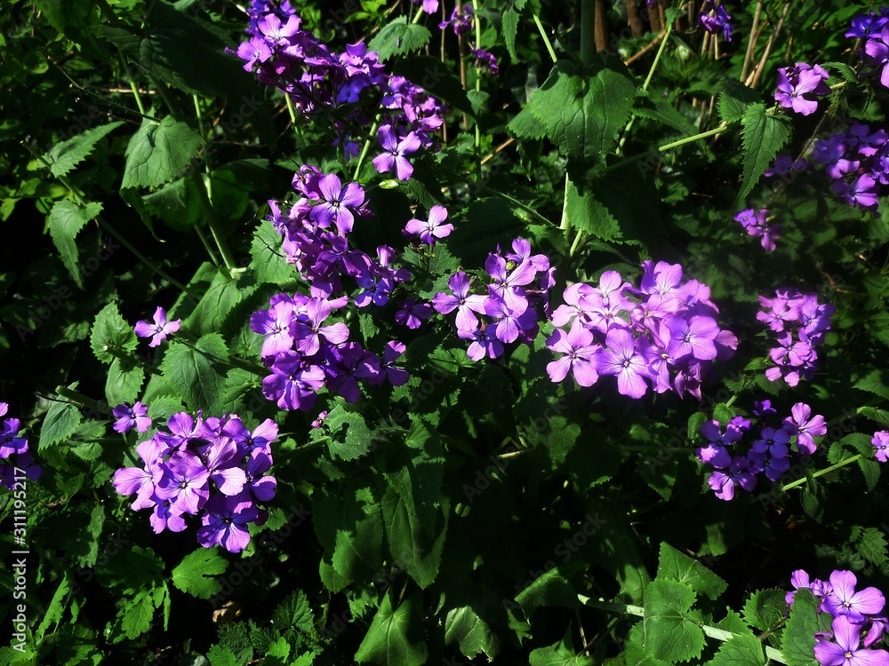 Purple Dame's Rocket flowers, Hesperis Matronalis, in the garden. It is a wildflower in the mustard family Brassicaceae.