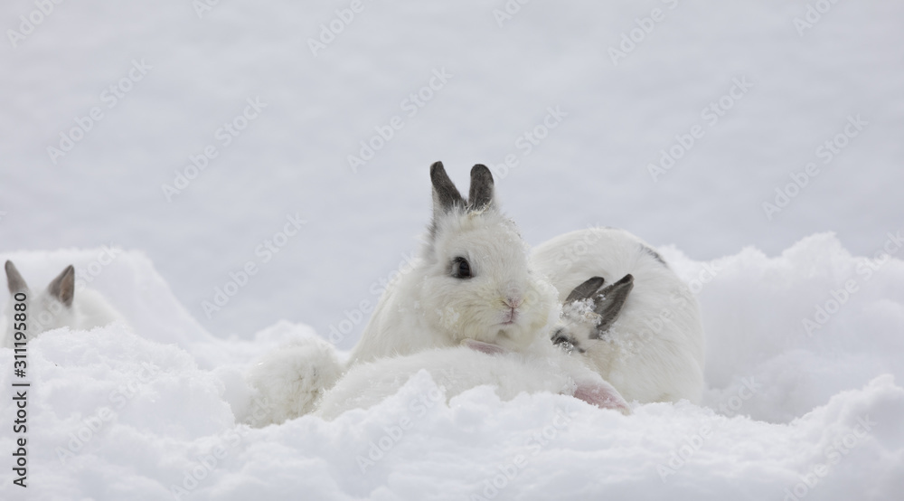 white bunny family in the snow white bunny family in the snow