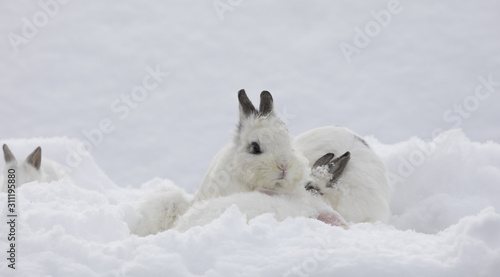 white bunny family in the snow
