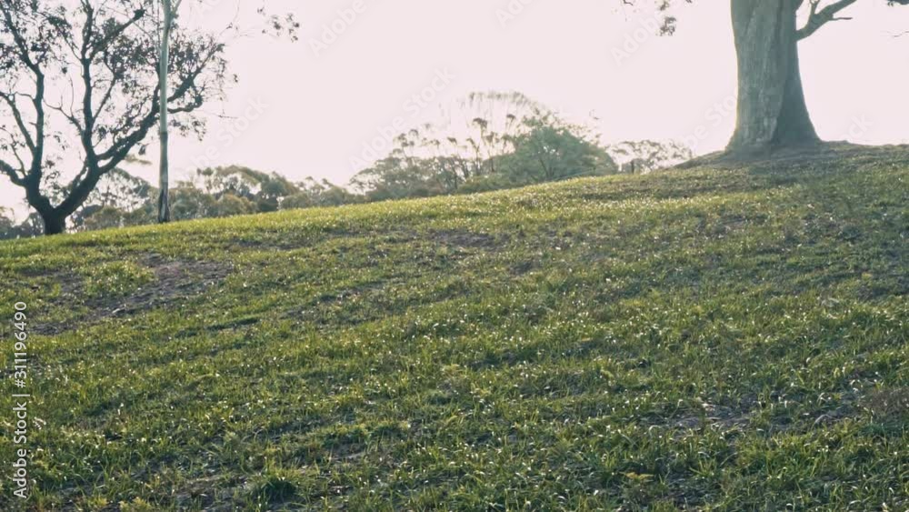 Idyllic green grass and pastures move with the winds. Slow motion Idyllic green grass and pastures move with the winds. Slow motion