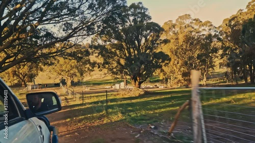 A POV shot as a farmer drives his pick up truck through the paddocks of his regenerative free range farm photo