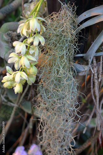 Unusual plant Tillandsia Usneoides or Spanish Moss. The Bromeliaceae Family photo