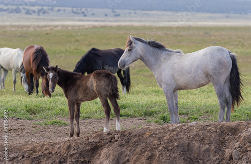 Wild Horses in the Utah Desert in Spring