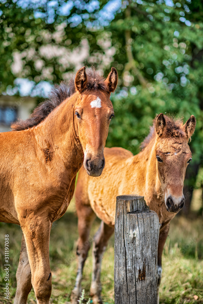 Horses graze on a farm field. Photographed close-up.