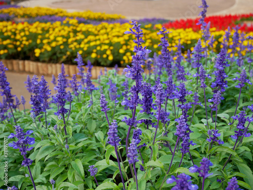 Photos field of flowers.doi tung  chaing rai thailand