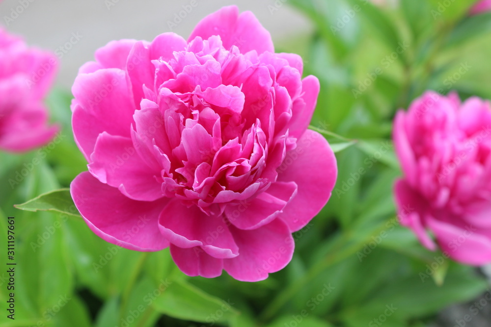 Pink Peony blossom flower in full bloom in spring garden