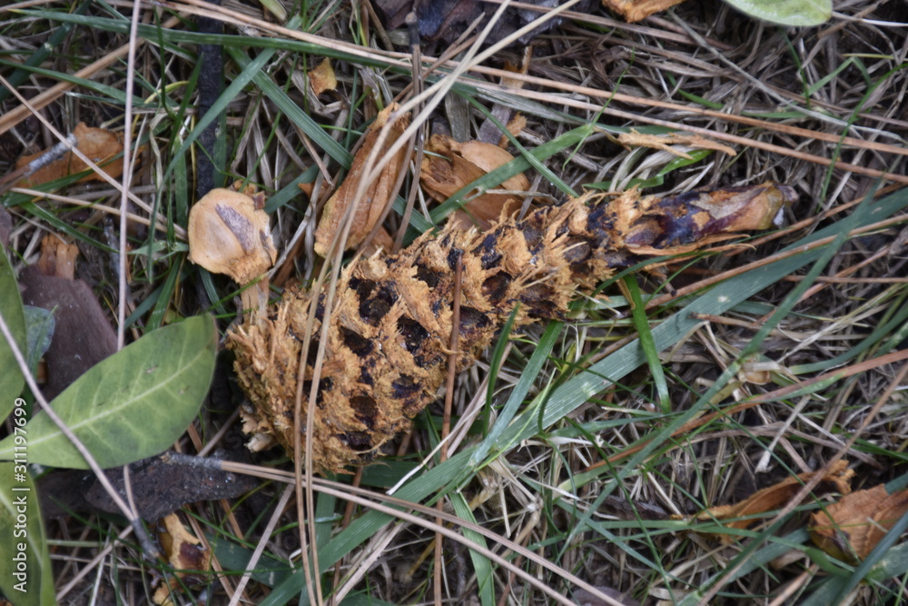 a pine cone eaten by squirrels on the grass in the forest a pine cone eaten by squirrels on the grass in the forest