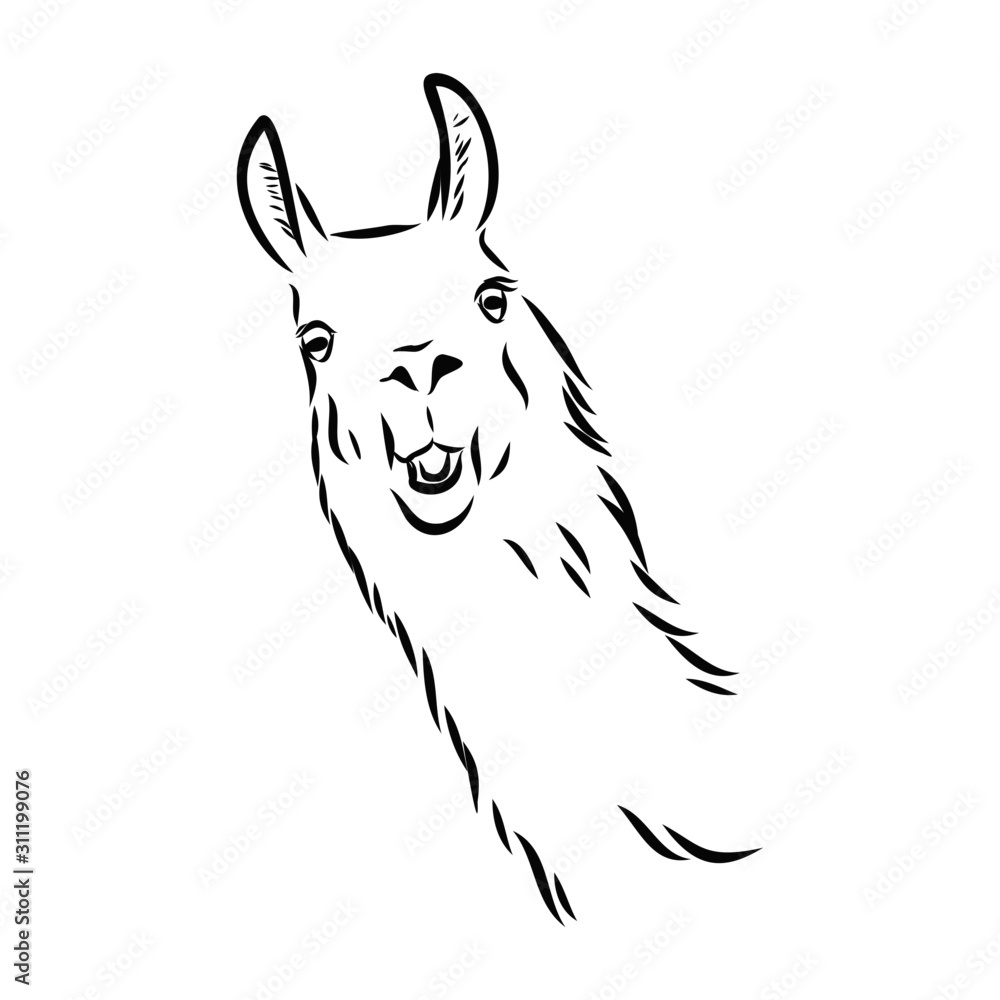 sketch of lama alpaca portrait 