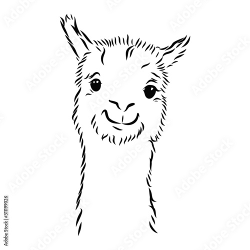 illustration of a lama alpaca portrait 
