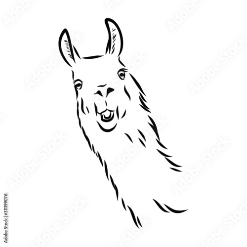 sketch of lama alpaca portrait 