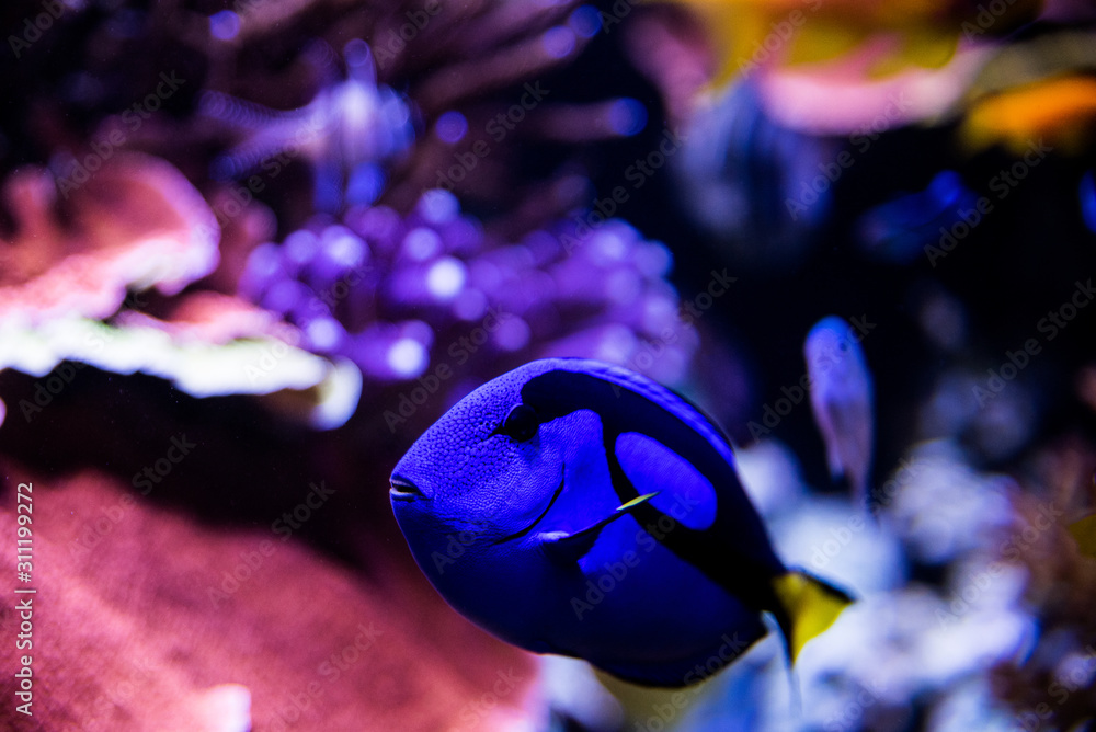 Fototapeta premium blue fish in aquarium