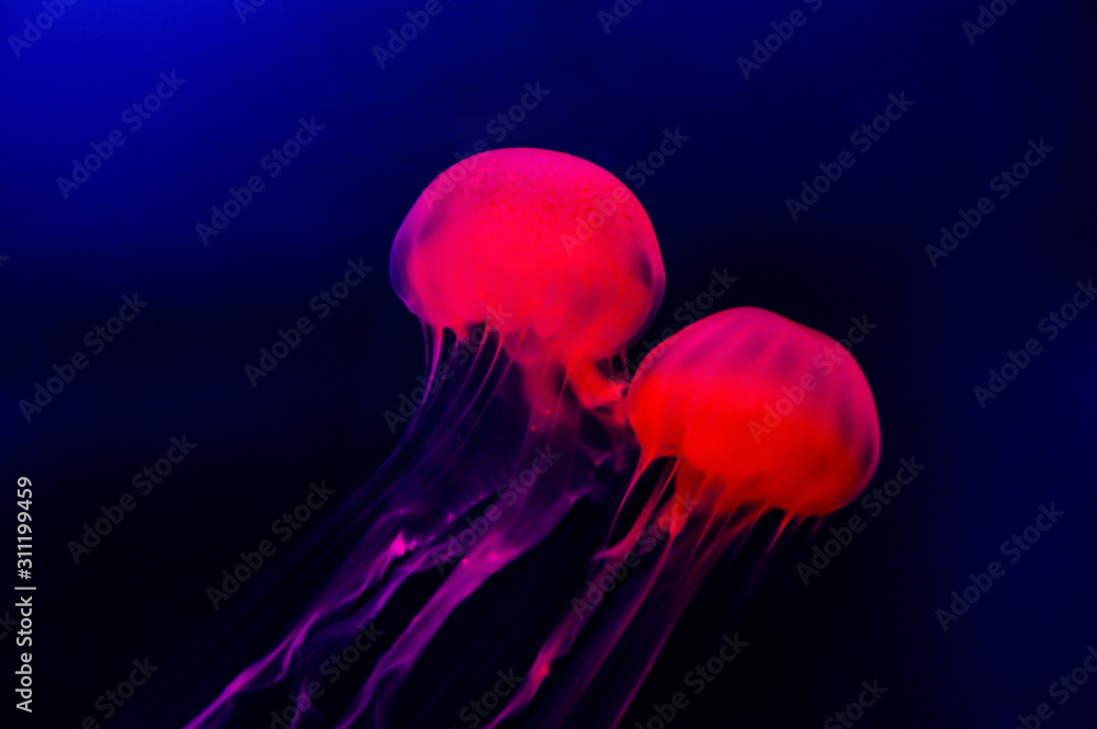 jellyfish on blue background close up macro picture jellyfish on blue background close up macro picture